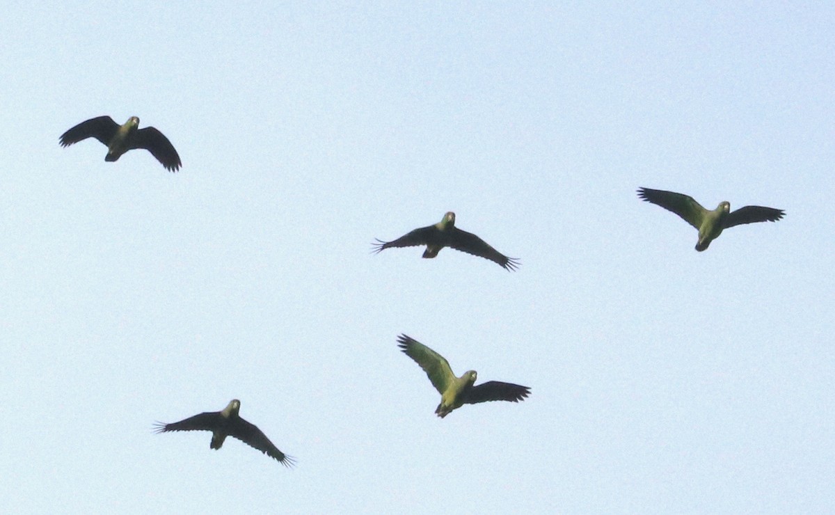 Scaly-naped Parrot - ML390459981