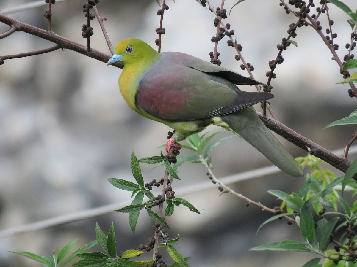 Wedge-tailed Green-Pigeon - Ritvik Singh