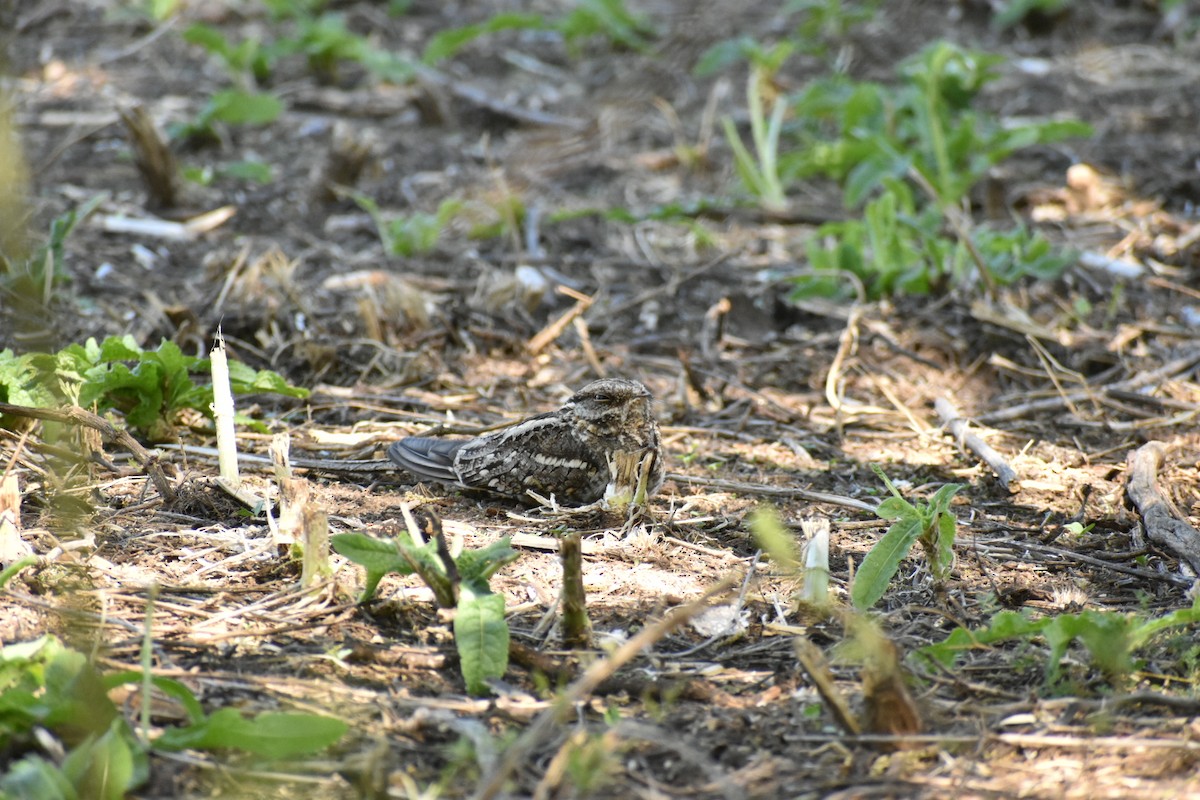 Scissor-tailed Nightjar - ML390461131