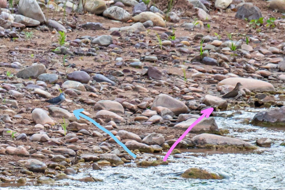 Blue Ground Dove - ML390461311