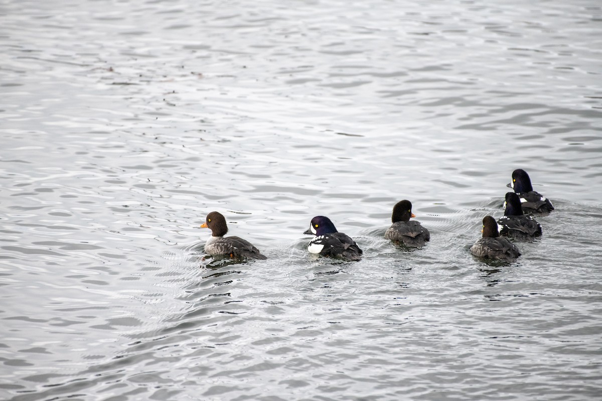Barrow's Goldeneye - ML390462551