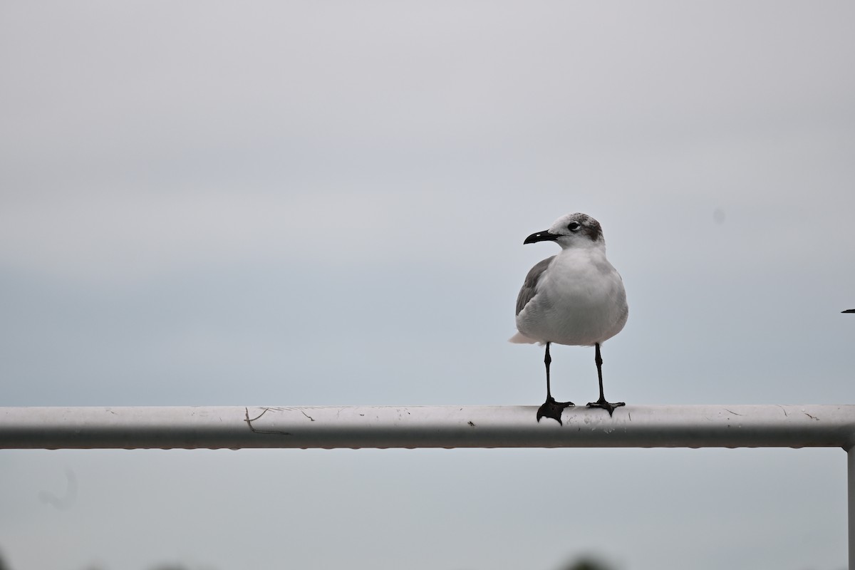 Laughing Gull - ML390462591