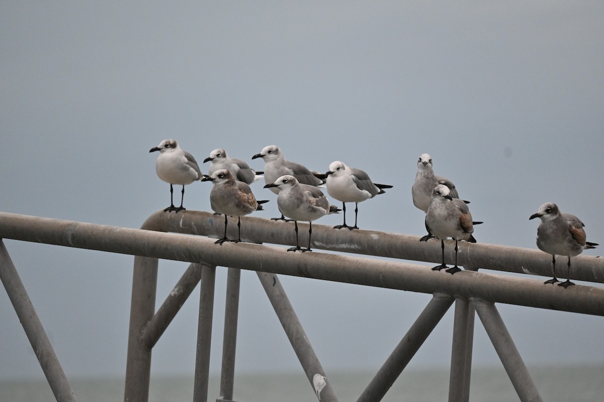 Laughing Gull - ML390462601