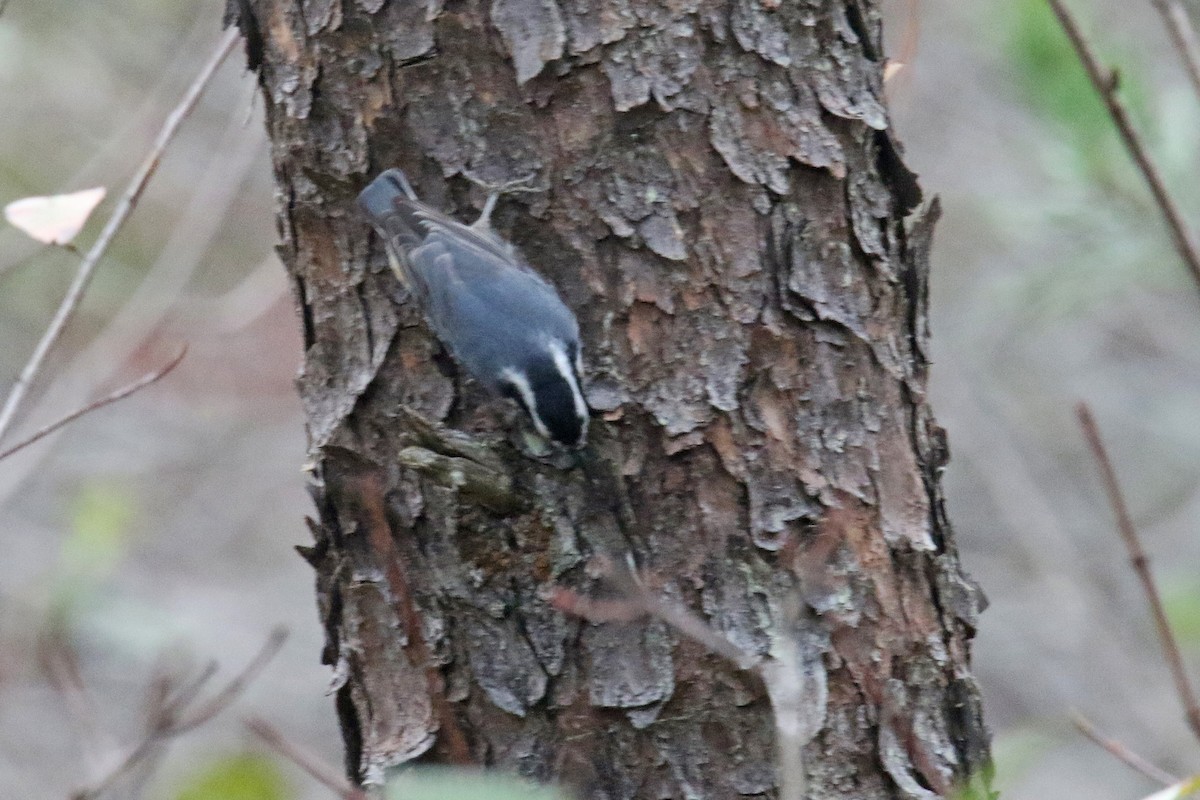 Red-breasted Nuthatch - ML39046261