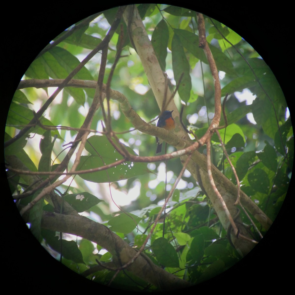 Blue-throated/Chinese Blue Flycatcher - ML39046391