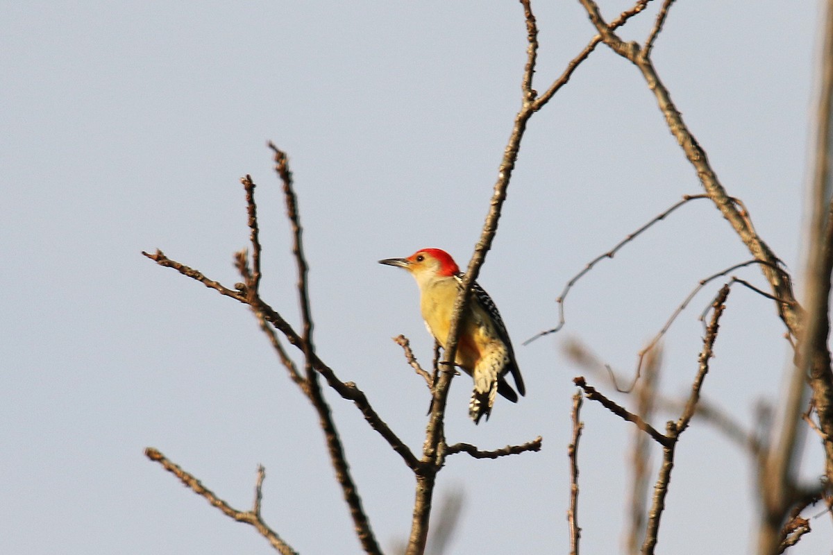 Red-bellied Woodpecker - ML39046441