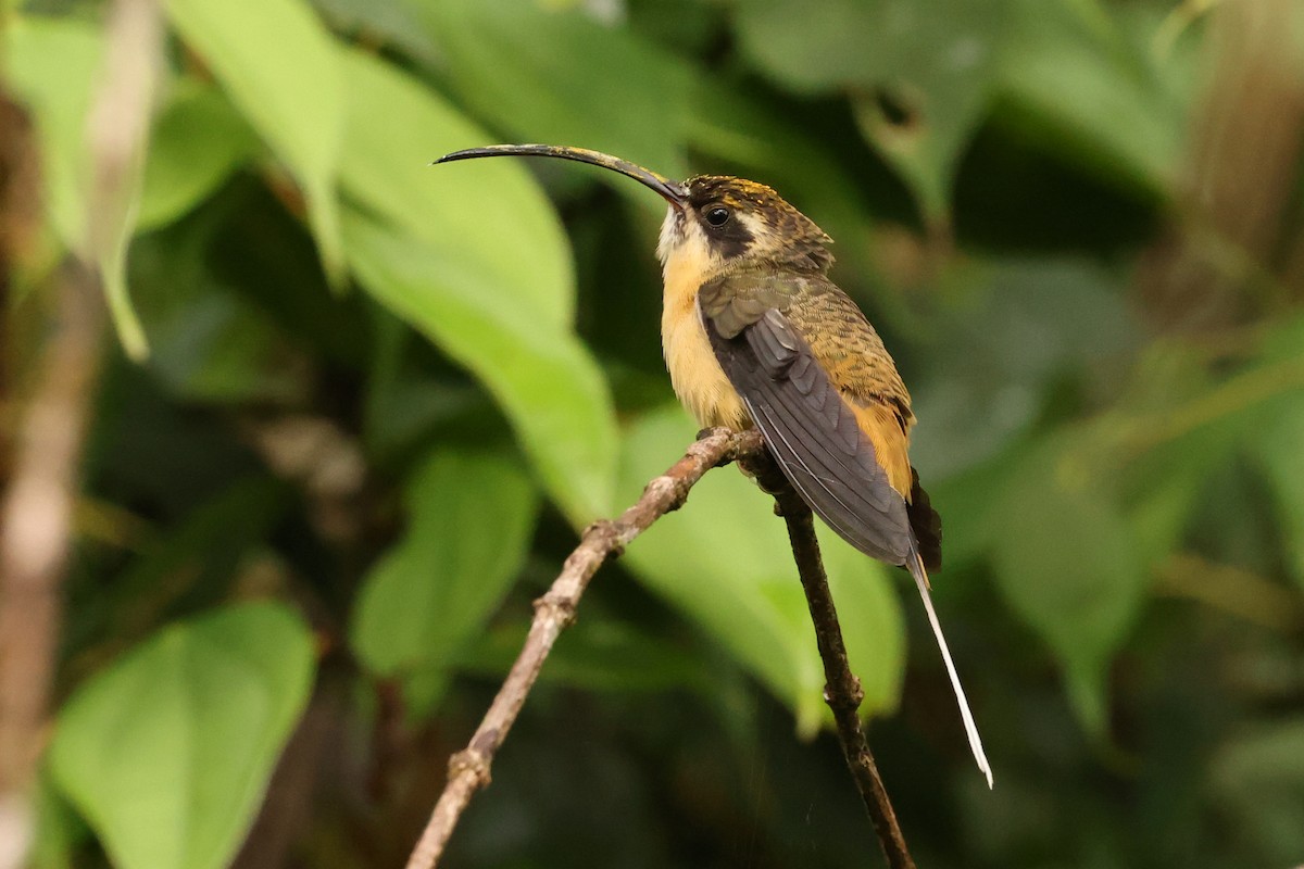 kolibřík dlouhoocasý - ML390464461