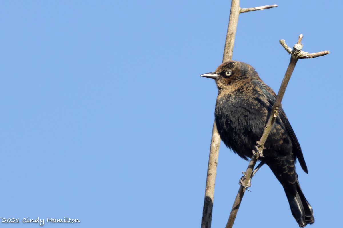 Rusty Blackbird - ML390466081