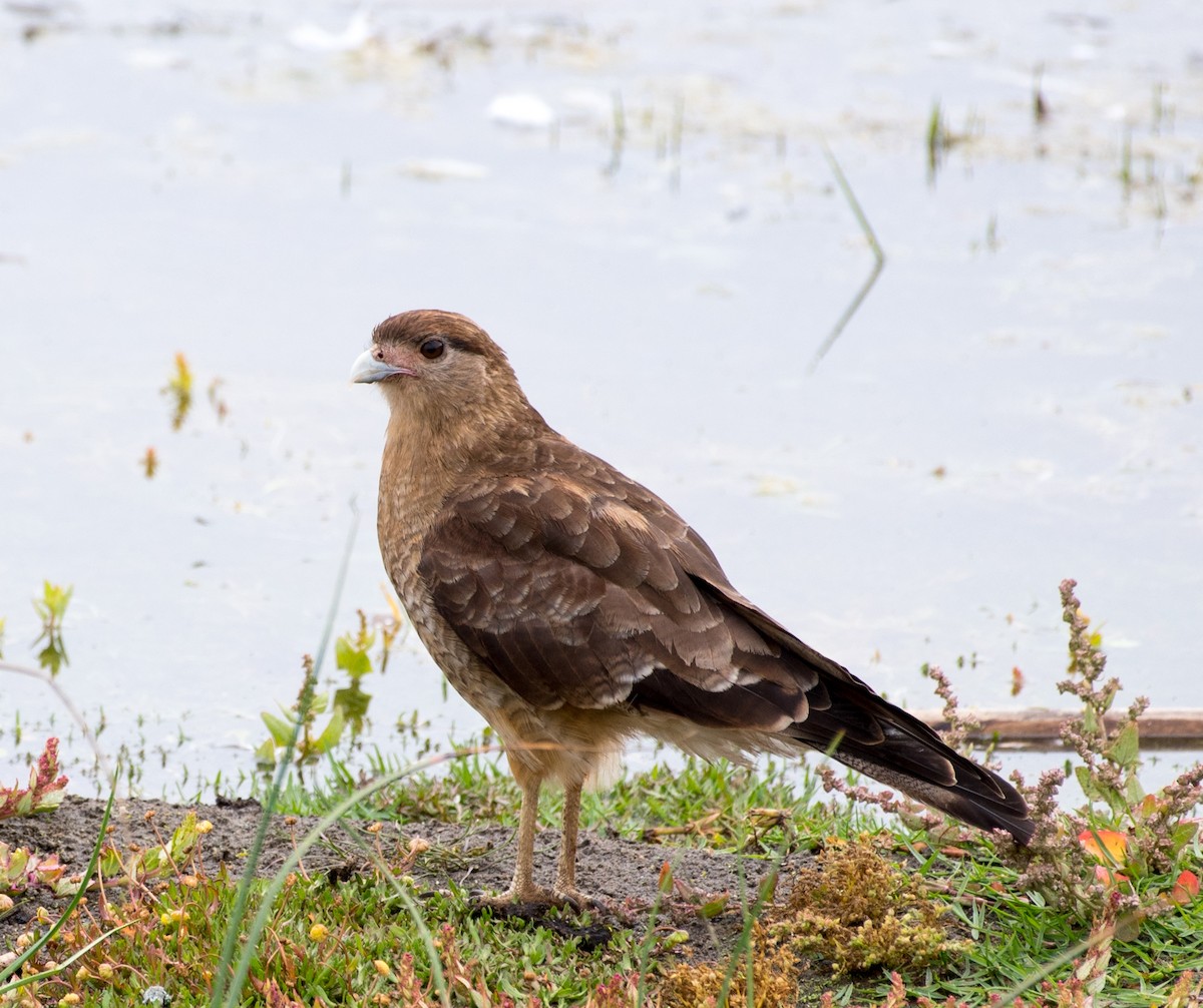 Caracara chimango - ML39046651