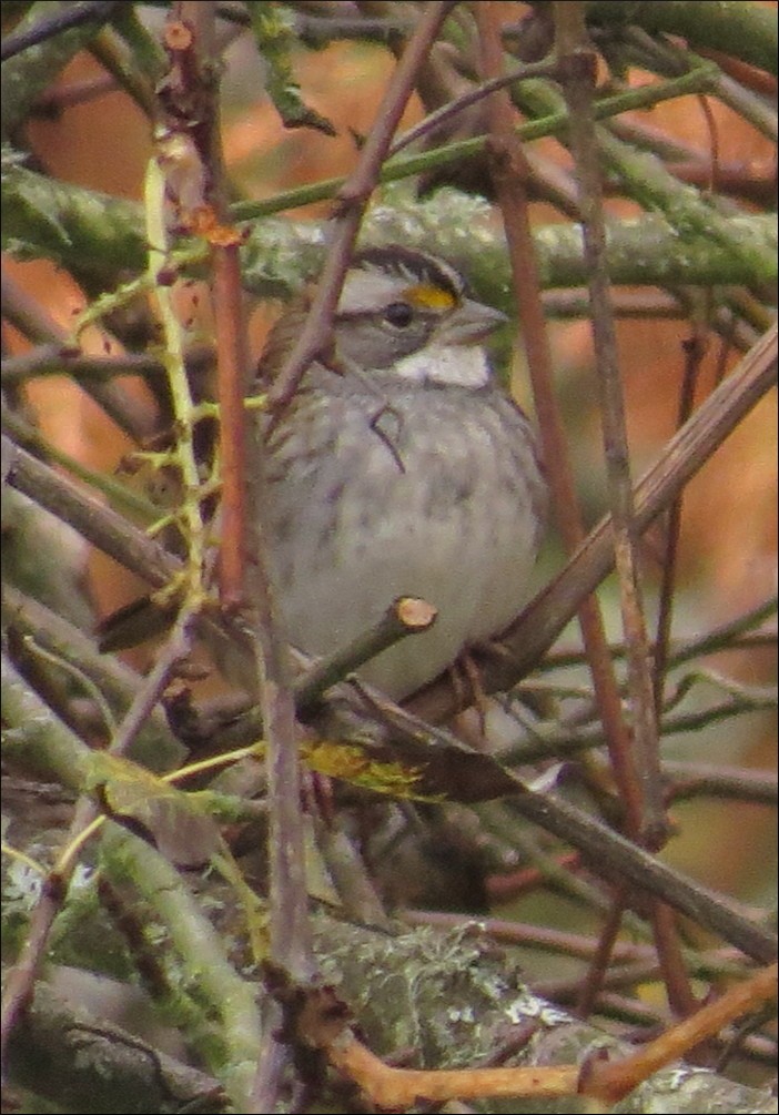 White-throated Sparrow - ML39046771