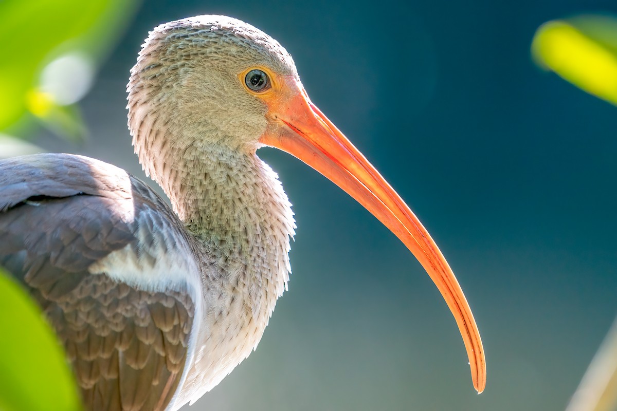 White Ibis - Neo Morpheus