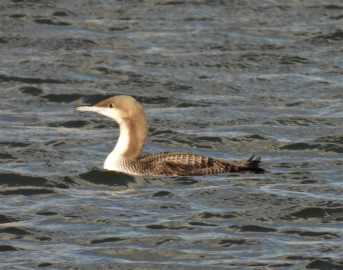 Pacific Loon - ML390468531