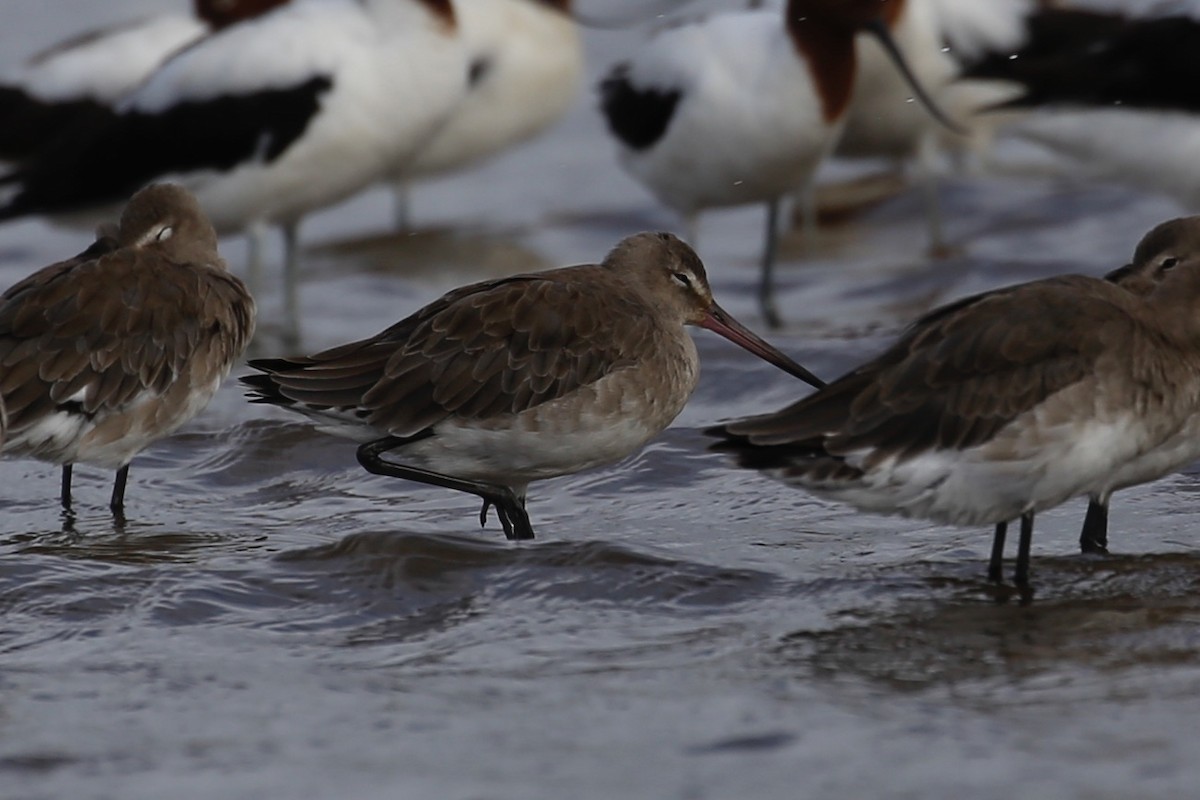 Black-tailed Godwit - Jim Stone