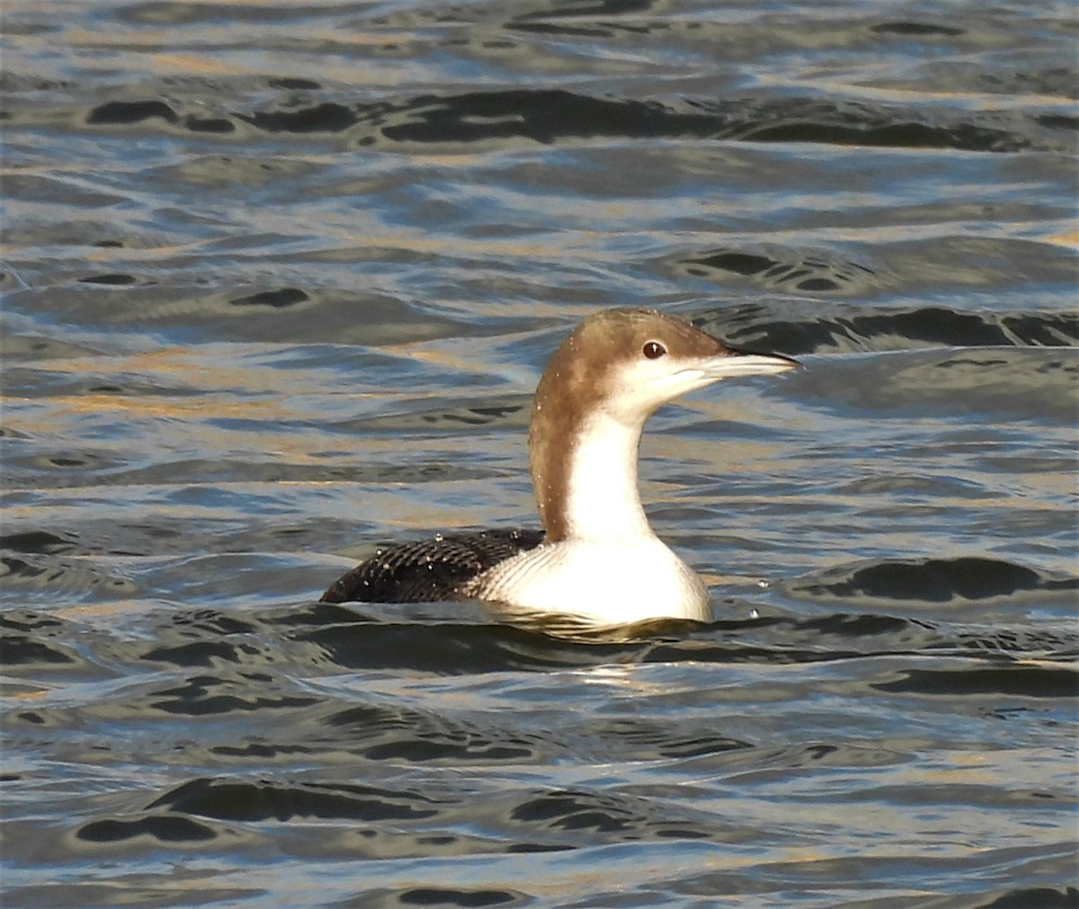 Pacific Loon - ML390469111