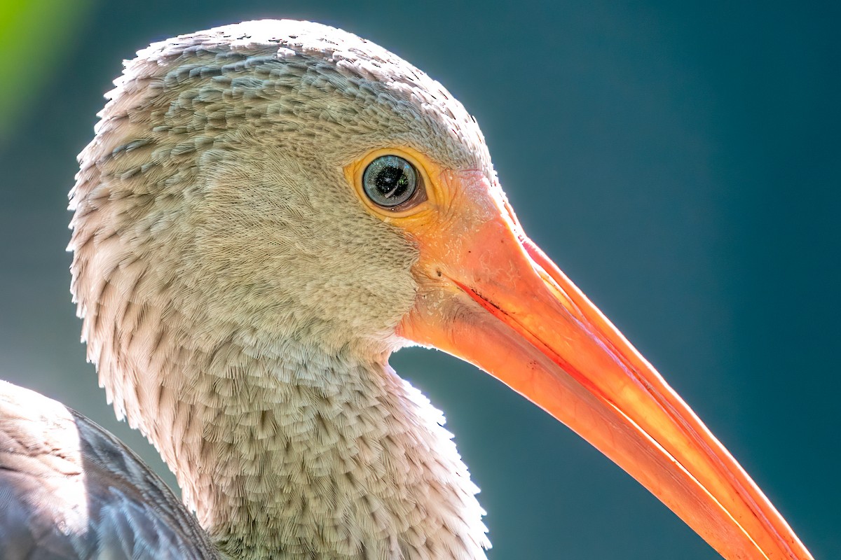 White Ibis - Neo Morpheus