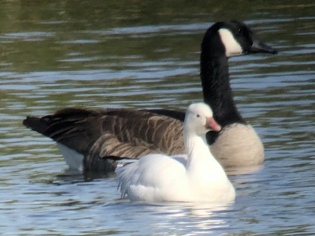 Ross's Goose - ML390470881