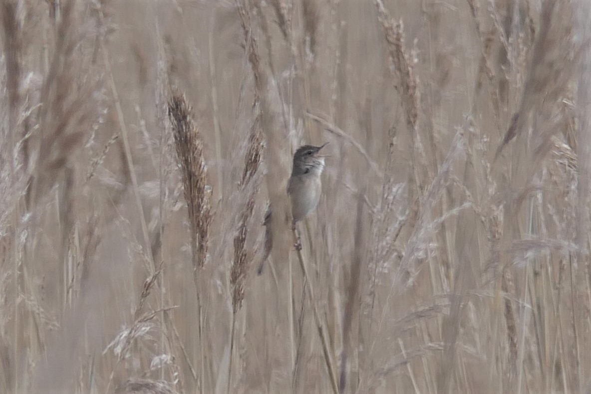 Savi's Warbler - ML390471751