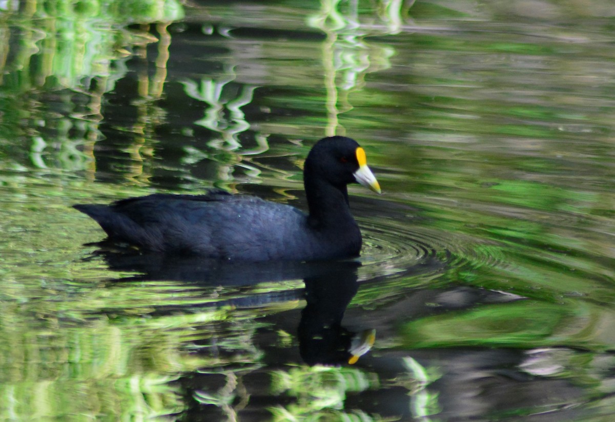White-winged Coot - ML390474071