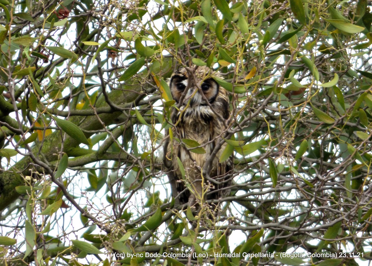 Hibou strié - ML390477721