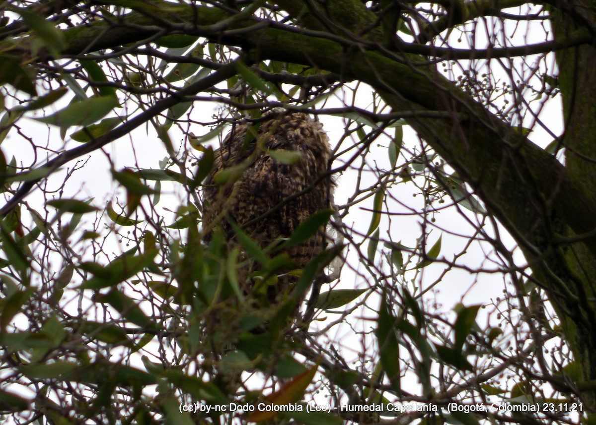 Hibou strié - ML390478151