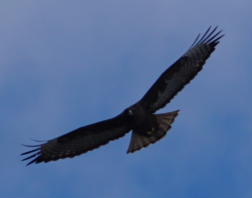 Red-tailed Hawk (calurus/alascensis) - ML390479671