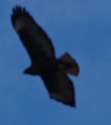 Red-tailed Hawk (calurus/alascensis) - ML390479691