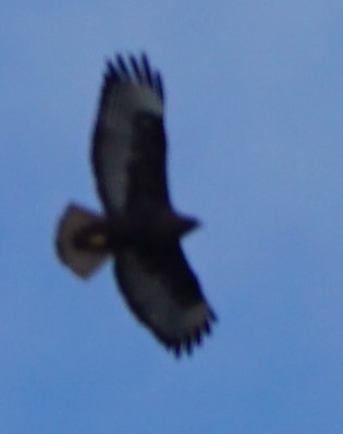 Rotschwanzbussard (calurus/alascensis) - ML390479791