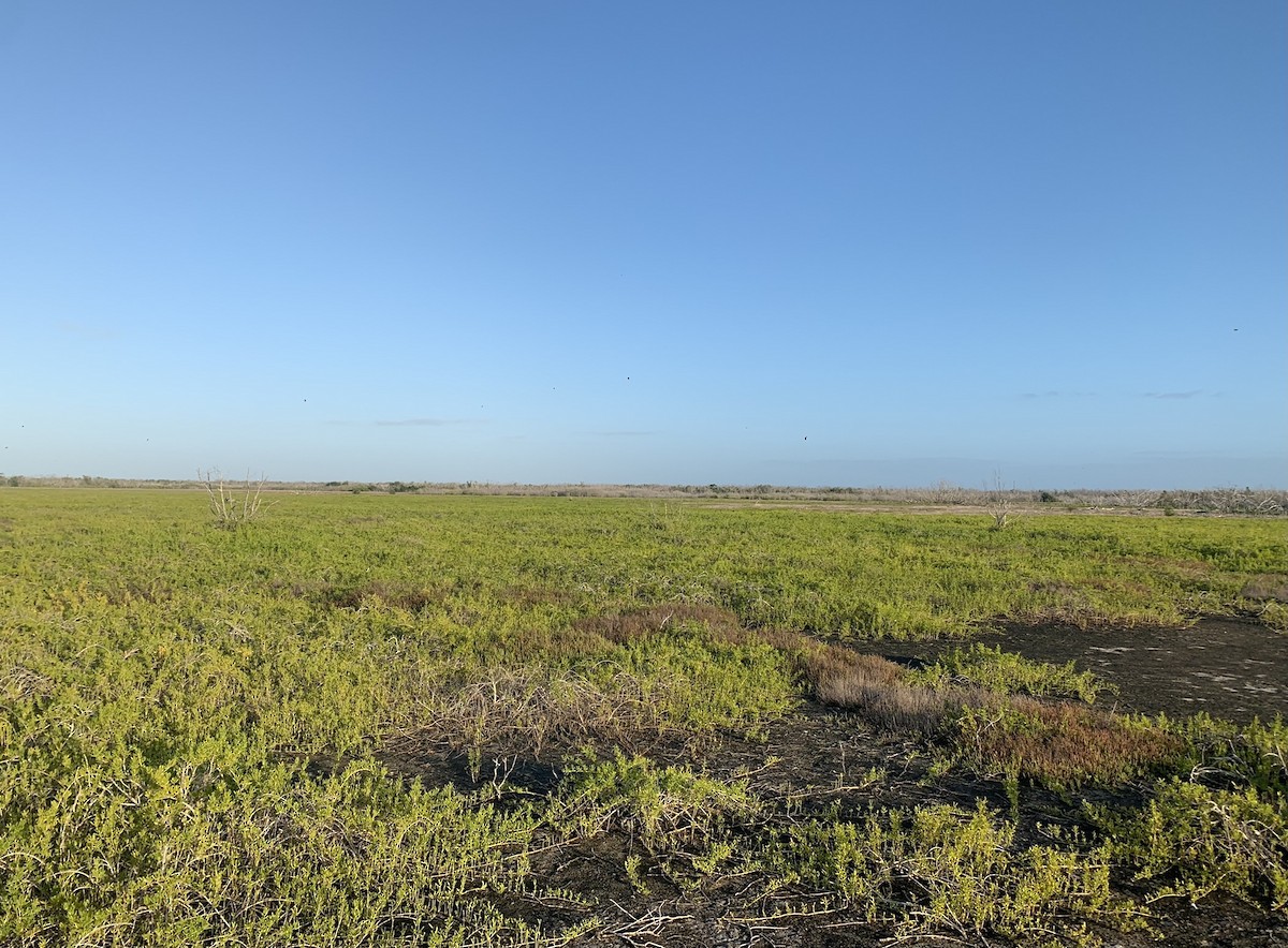 Шиферный коростелёк - ML390481001