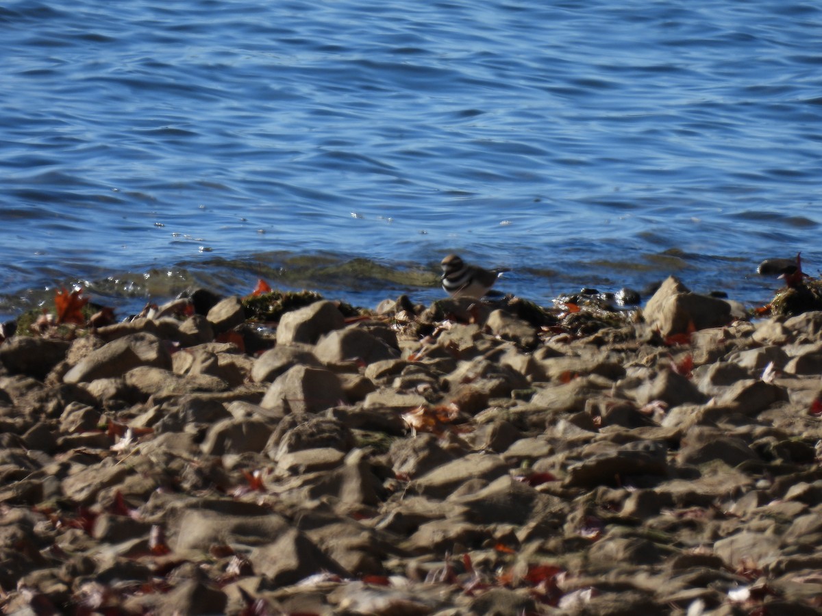 Killdeer - ML390482021