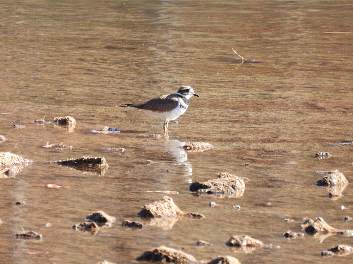 Killdeer - ML390482031