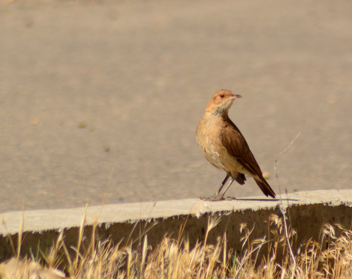 Rufous Hornero - ML390482101