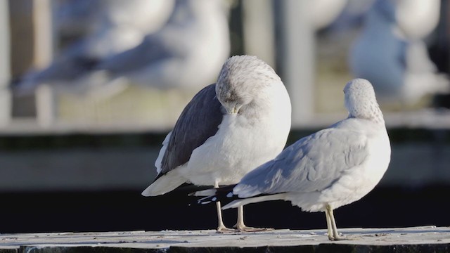 Lesser Black-backed Gull - ML390486571