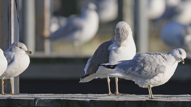 Gaviota Sombría - ML390486921