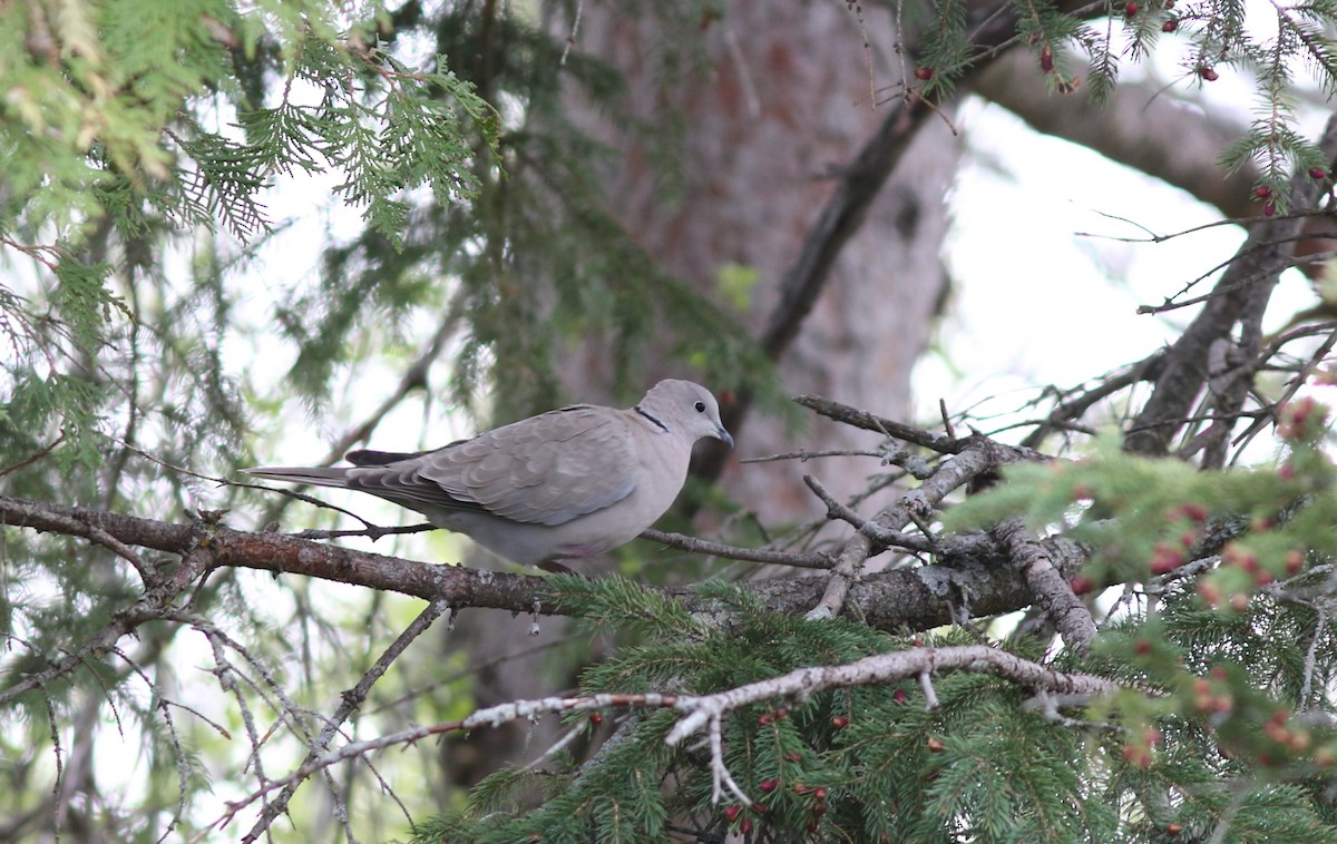 Eurasian Collared-Dove - ML390491461