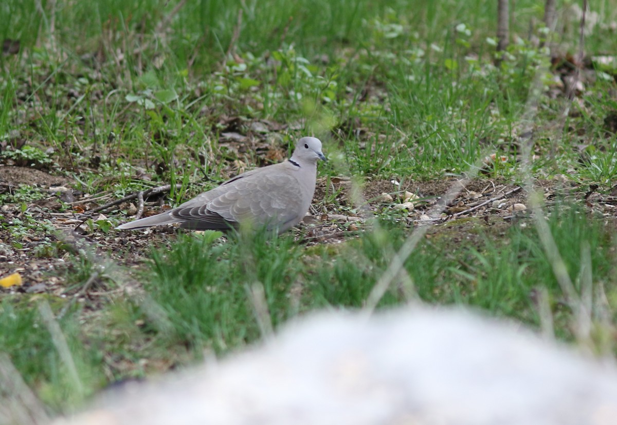 Eurasian Collared-Dove - ML390491471