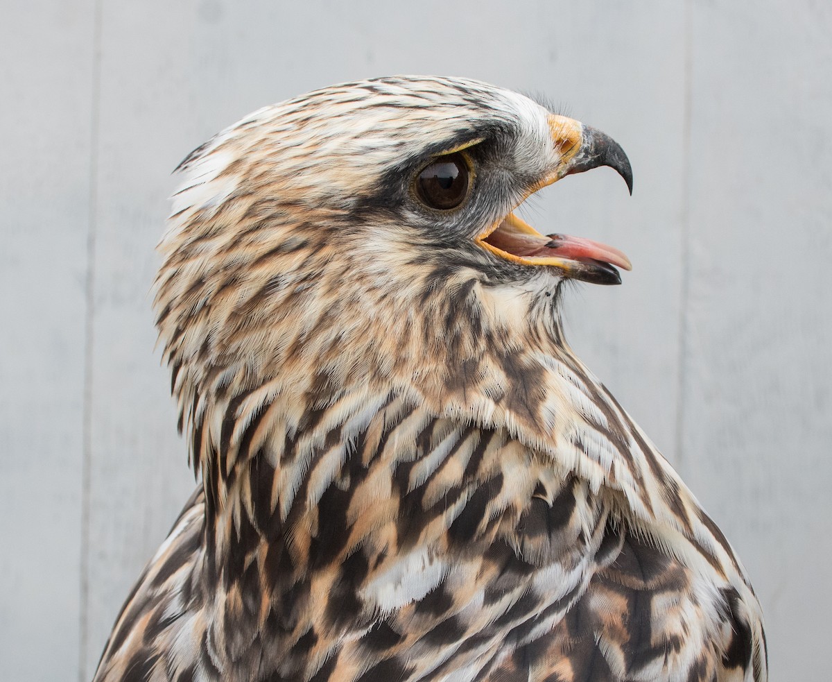 Rough-legged Hawk - Nicole Richardson