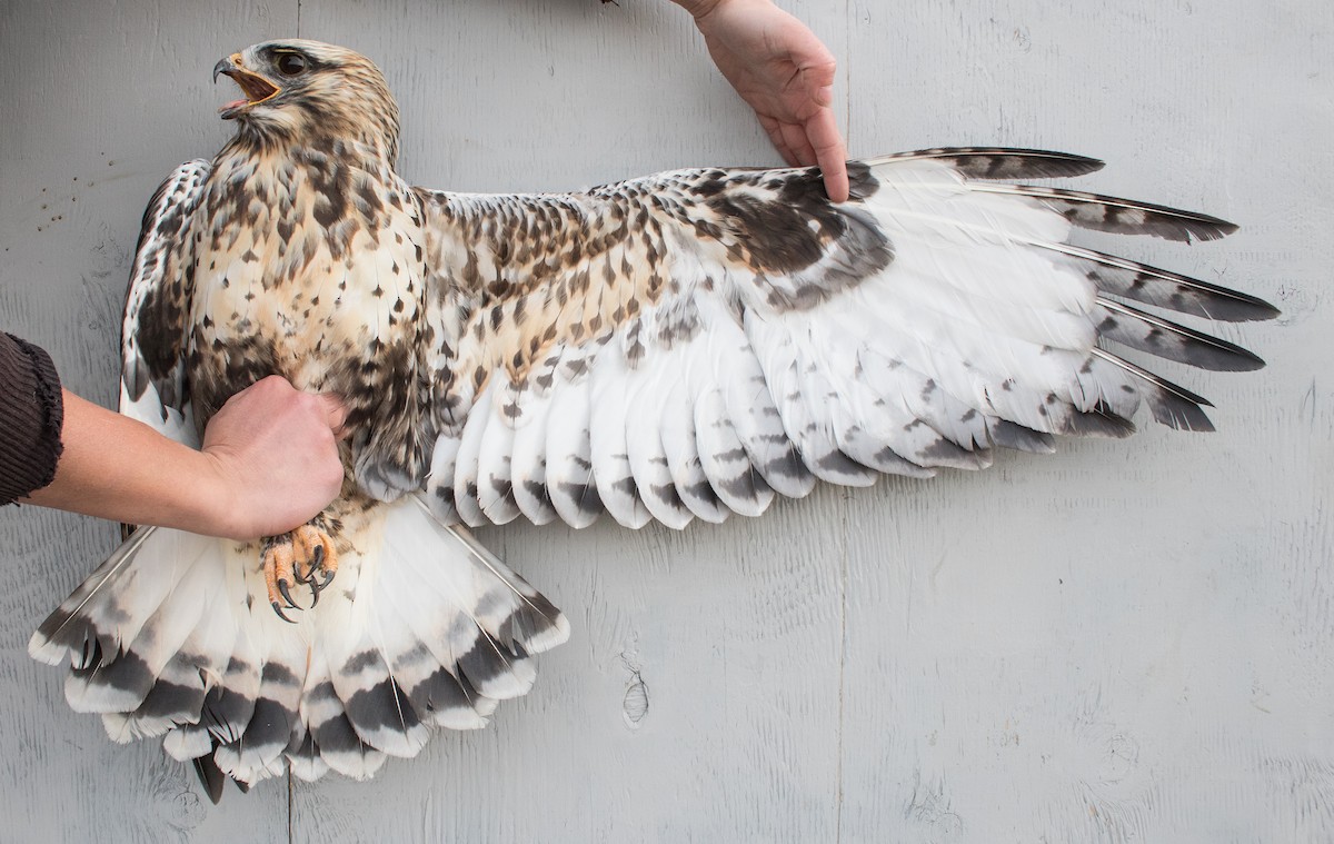 Rough-legged Hawk - Nicole Richardson