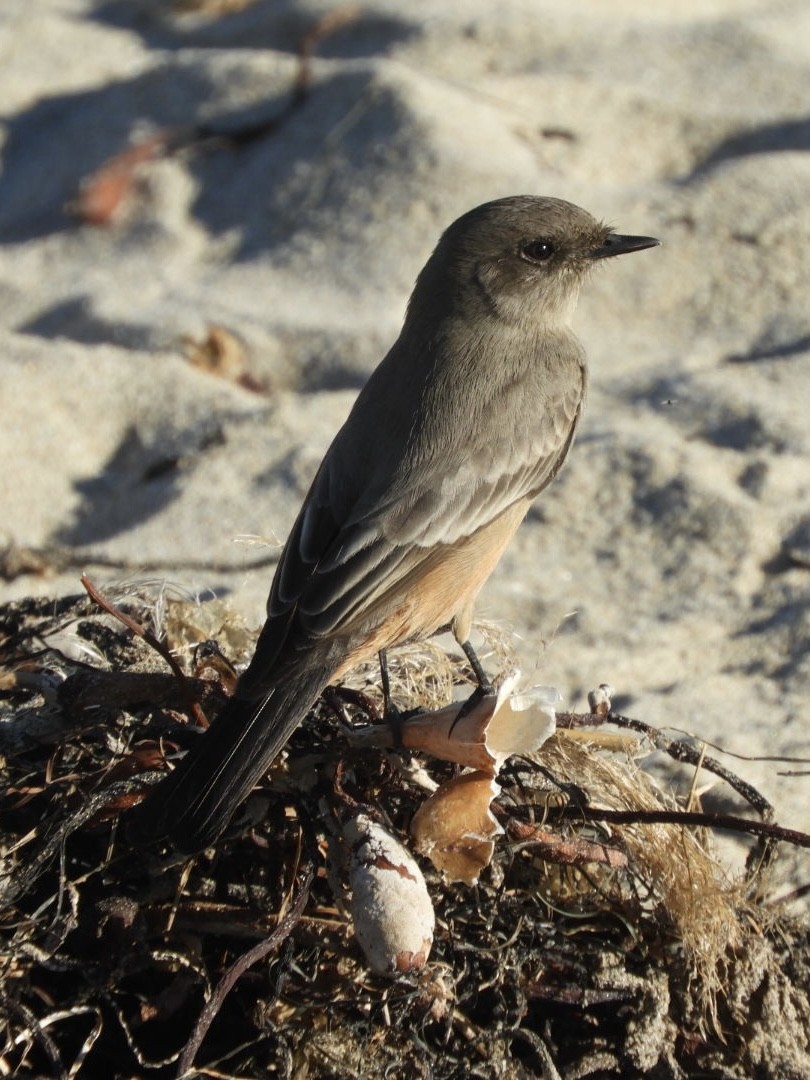 Say's Phoebe - ML390492581