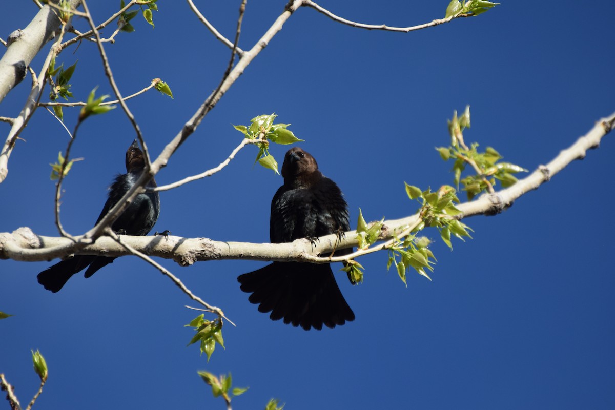 Brown-headed Cowbird - ML390495341