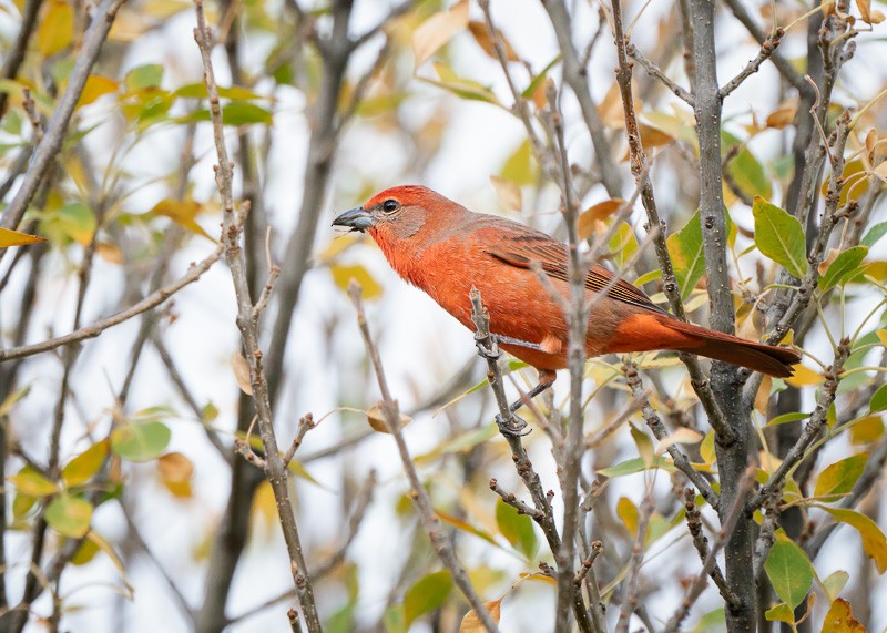 Hepatic Tanager - ML390495781