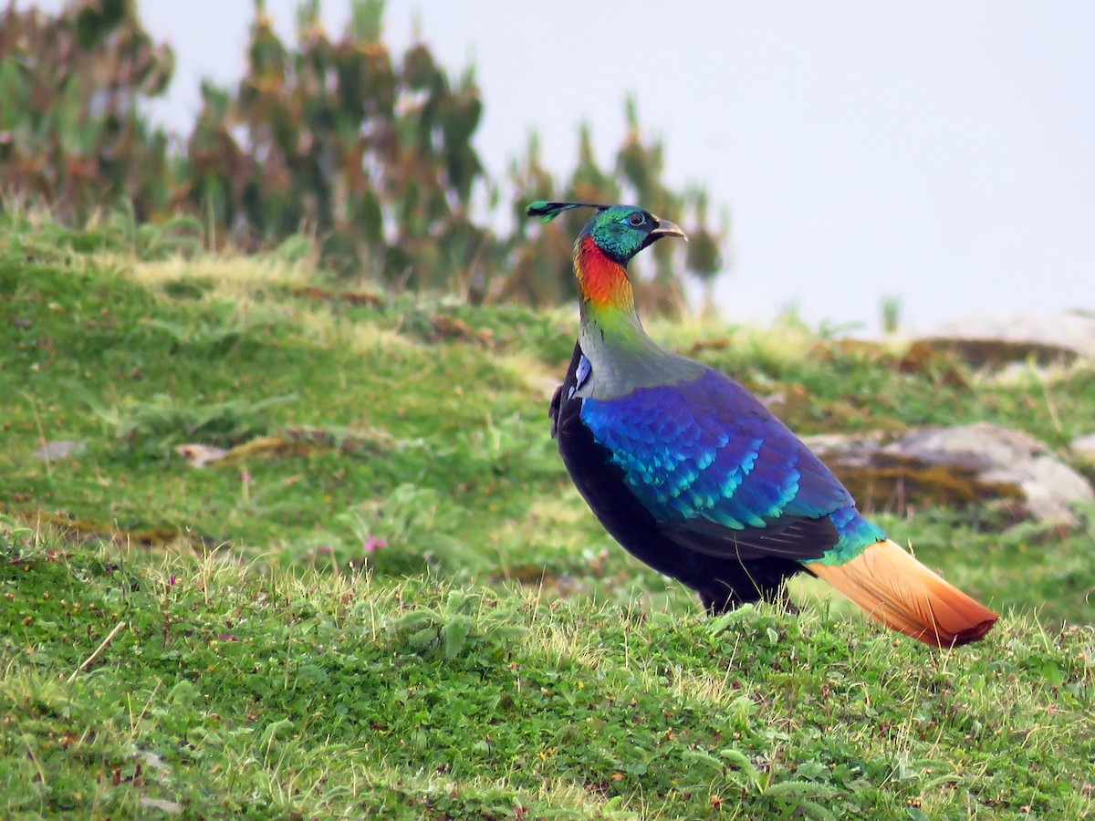 Himalayan Monal - ML39049641