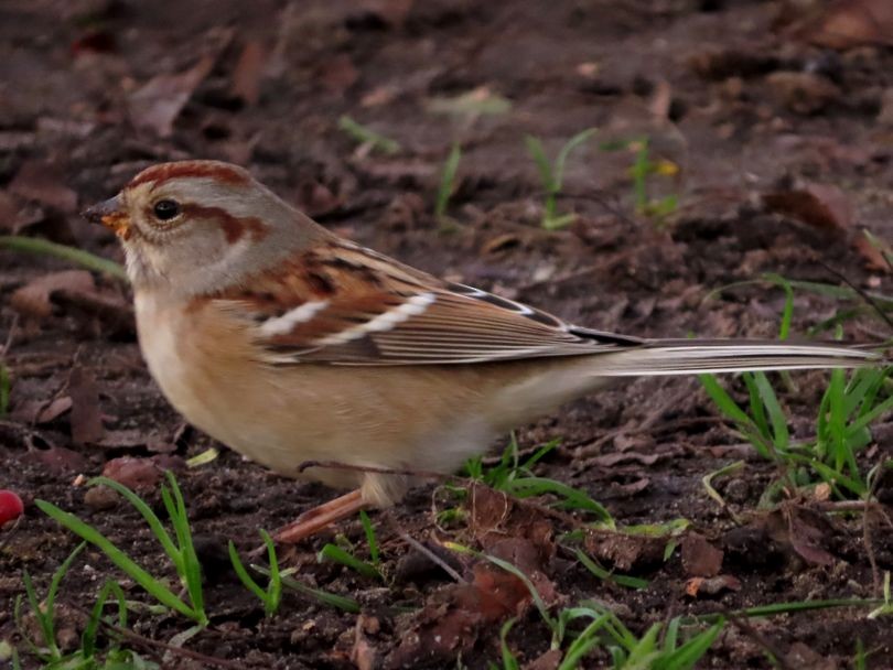 American Tree Sparrow - ML390496541