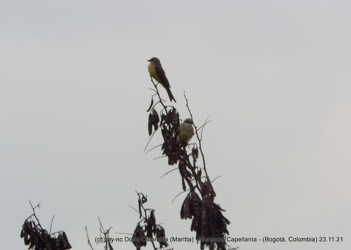 Tropical Kingbird - ML390497111