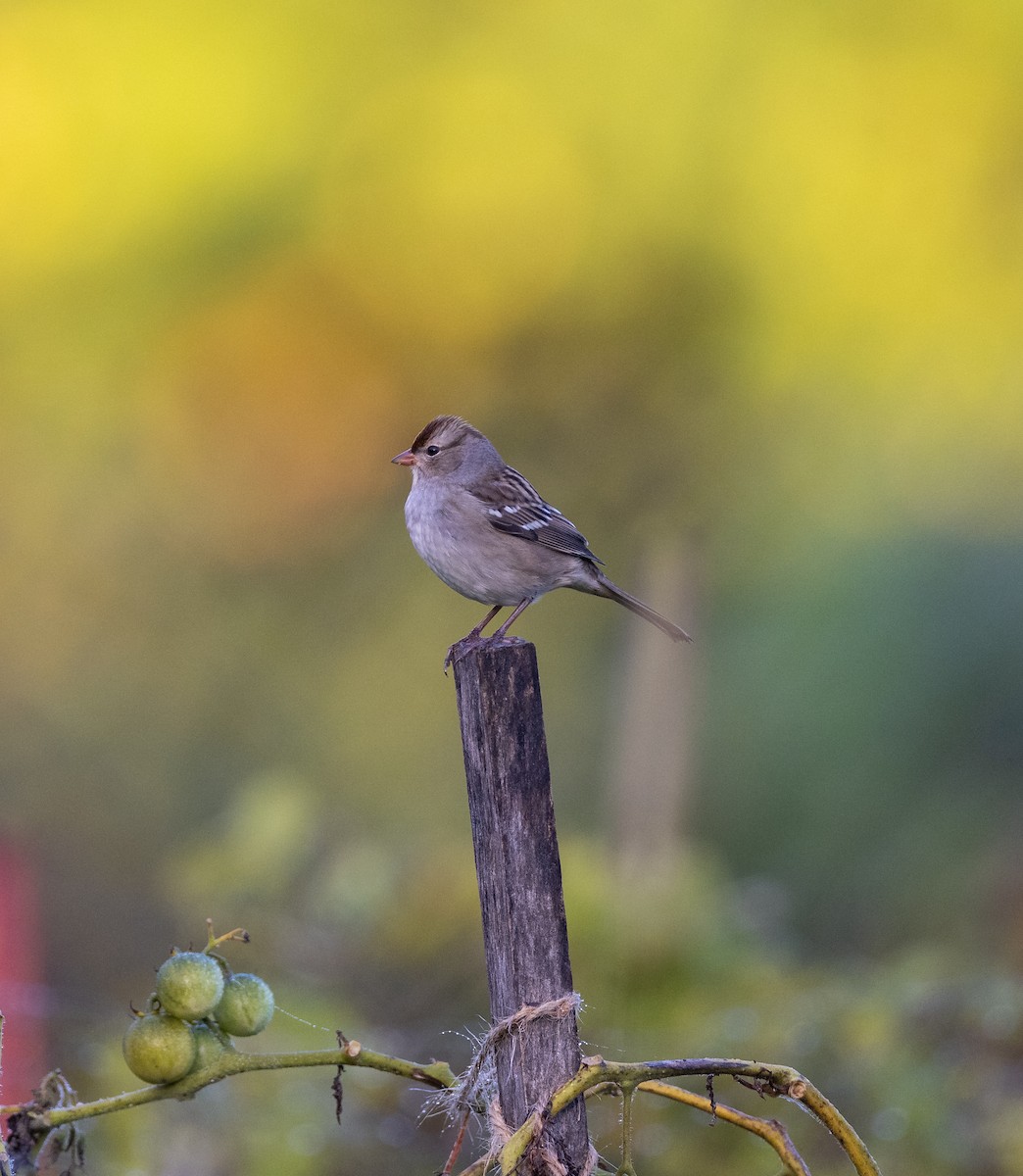 White-crowned Sparrow - ML390497421