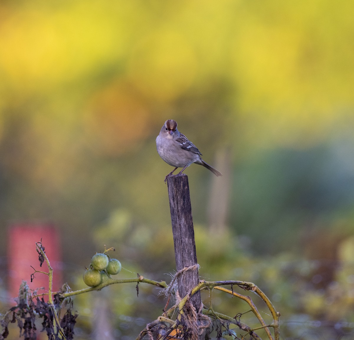 White-crowned Sparrow - ML390497491