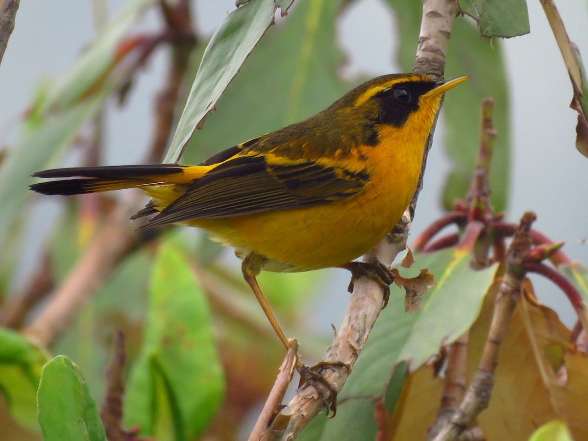 Golden Bush-Robin - ML39049871