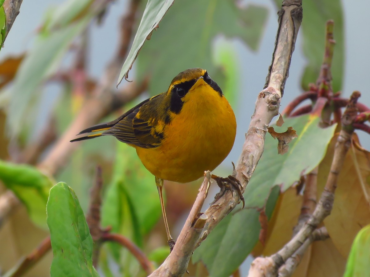 Golden Bush-Robin - ML39049891