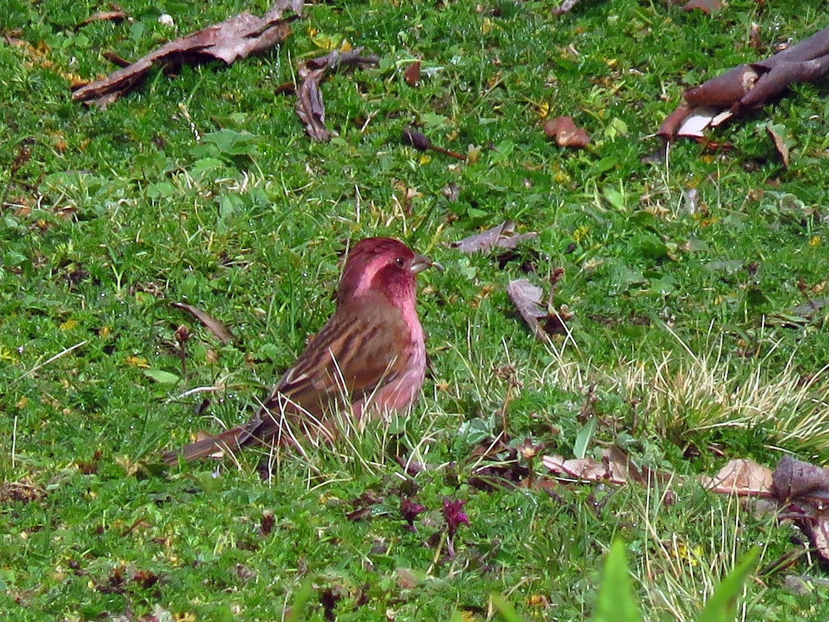 Pink-browed Rosefinch - ML39050001