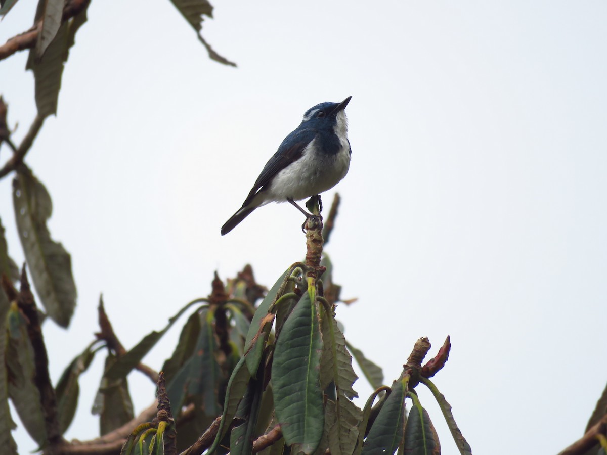 Ultramarine Flycatcher - ML39050041