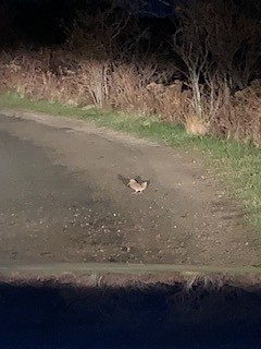 American Woodcock - ML390501291